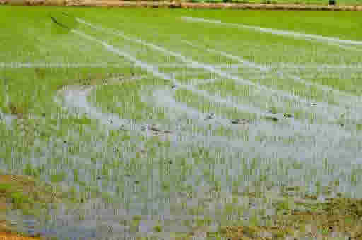 the RICE-FIELD