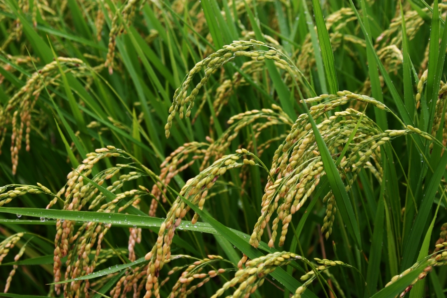 Equipment and machines for rice-field