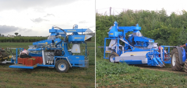 Fontana S.r.l. -  Raccoglitrice serie RF1 trainata totalmente idraulica per fagioli e fagiolini da mercato fresco